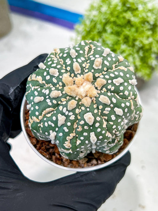 Custom Order- You'll receive the exact live plant (T2) (Y5) | USA Plant Seller | 3" Pot