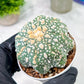 Custom Order- You'll receive the exact live plant (T2) (Y5) | USA Plant Seller | 3" Pot