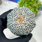 Custom Order- You'll receive the exact live plant (T2) (Y6) | NEVADA Plant Shop | 3" Pot