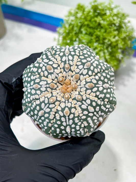 Custom Order- You'll receive the exact live plant (T2) (Y6) | NEVADA Plant Shop | 3" Pot