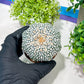 Custom Order- You'll receive the exact live plant (T2) (Y6) | NEVADA Plant Shop | 3" Pot