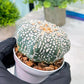 Custom Order- You'll receive the exact live plant (T2) (Y6) | NEVADA Plant Shop | 3" Pot