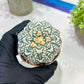 Custom Order- You'll receive the exact live plant (T2) (Y7) | NEVADA Seller | 3" Pot