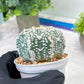 Custom Order- You'll receive the exact live plant (T2) (Y7) | NEVADA Seller | 3" Pot