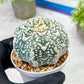Custom Order- You'll receive the exact live plant (T2) (Y7) | NEVADA Seller | 3" Pot