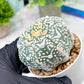 Custom Order- You'll receive the exact live plant (T2) (Y7) | NEVADA Seller | 3" Pot