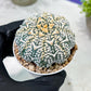 Custom Order- We’ll send you the exact live plant pictured (T2) (B1) | NEVADA Plant Seller | 3" Pot