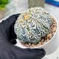 Custom Order- We’ll send you the exact live plant pictured (T2) (B1) | NEVADA Plant Seller | 3" Pot