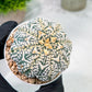 Custom Order- We’ll send you the exact live plant pictured (T2) (B1) | NEVADA Plant Seller | 3" Pot
