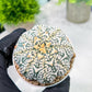Custom Order- We’ll send you the exact live plant pictured (T2) (B1) | NEVADA Plant Seller | 3" Pot