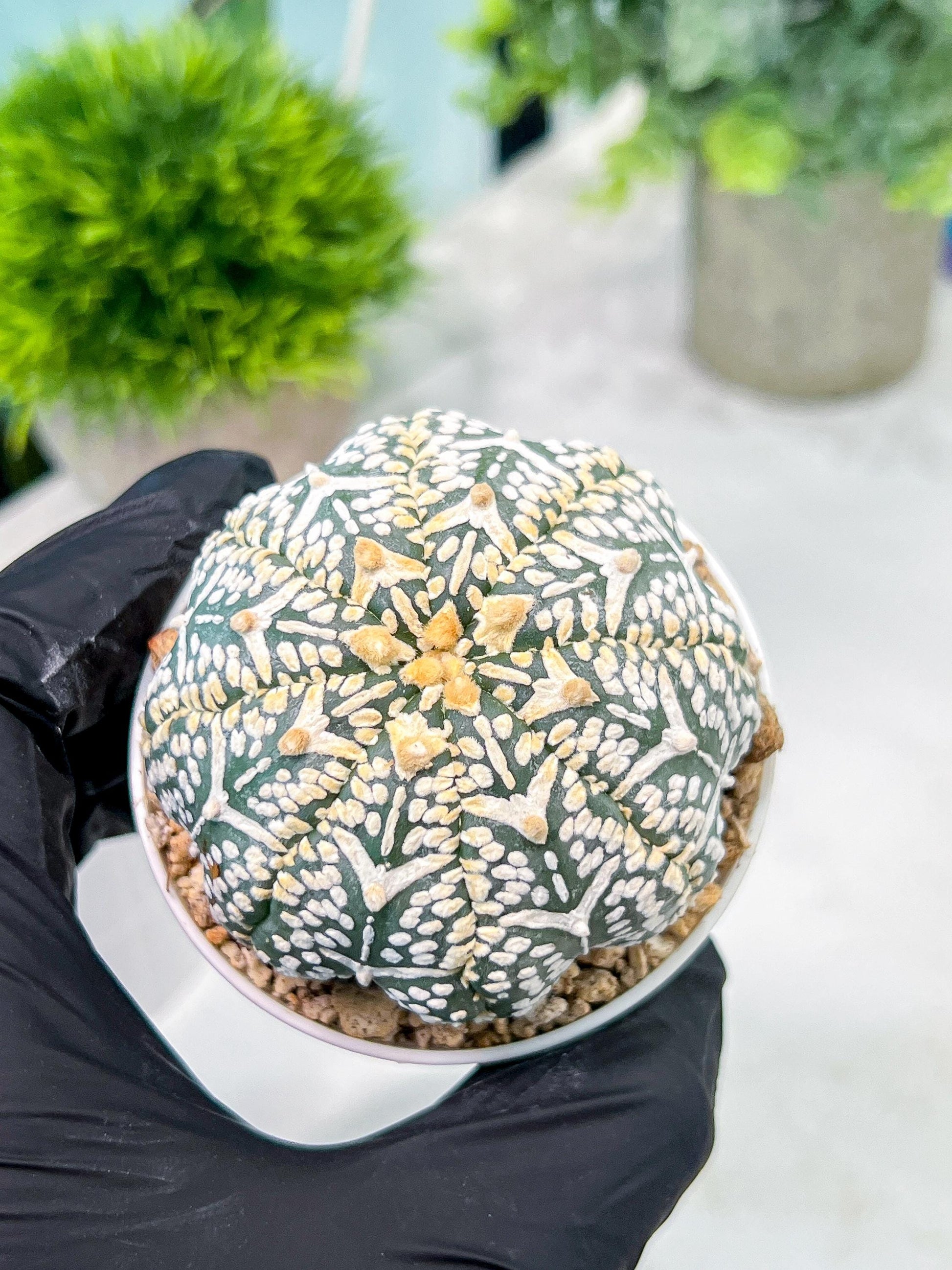 Custom Order- We’ll send you the exact live plant pictured (T2) (B1) | NEVADA Plant Seller | 3" Pot