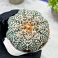 Custom Order- You'll receive the exact live plant (T2) (B2) | Las Vegas Seller | 3" Pot