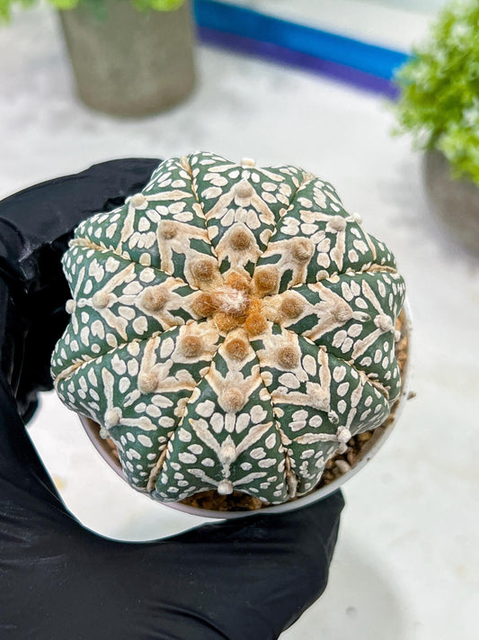 Custom Order- You'll receive the exact live plant (T2) (B2) | Las Vegas Seller | 3" Pot