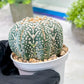 Custom Order- You'll receive the exact live plant (T2) (B2) | Las Vegas Seller | 3" Pot