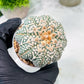 Custom Order- You'll receive the exact live plant (T2) (B2) | Las Vegas Seller | 3" Pot