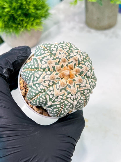 Custom Order- You'll receive the exact live plant (T2) (B2) | Las Vegas Seller | 3" Pot