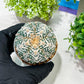 Custom Order- You will get the exact plant (T2) (B3) | USA Plant Seller | 3" Pot