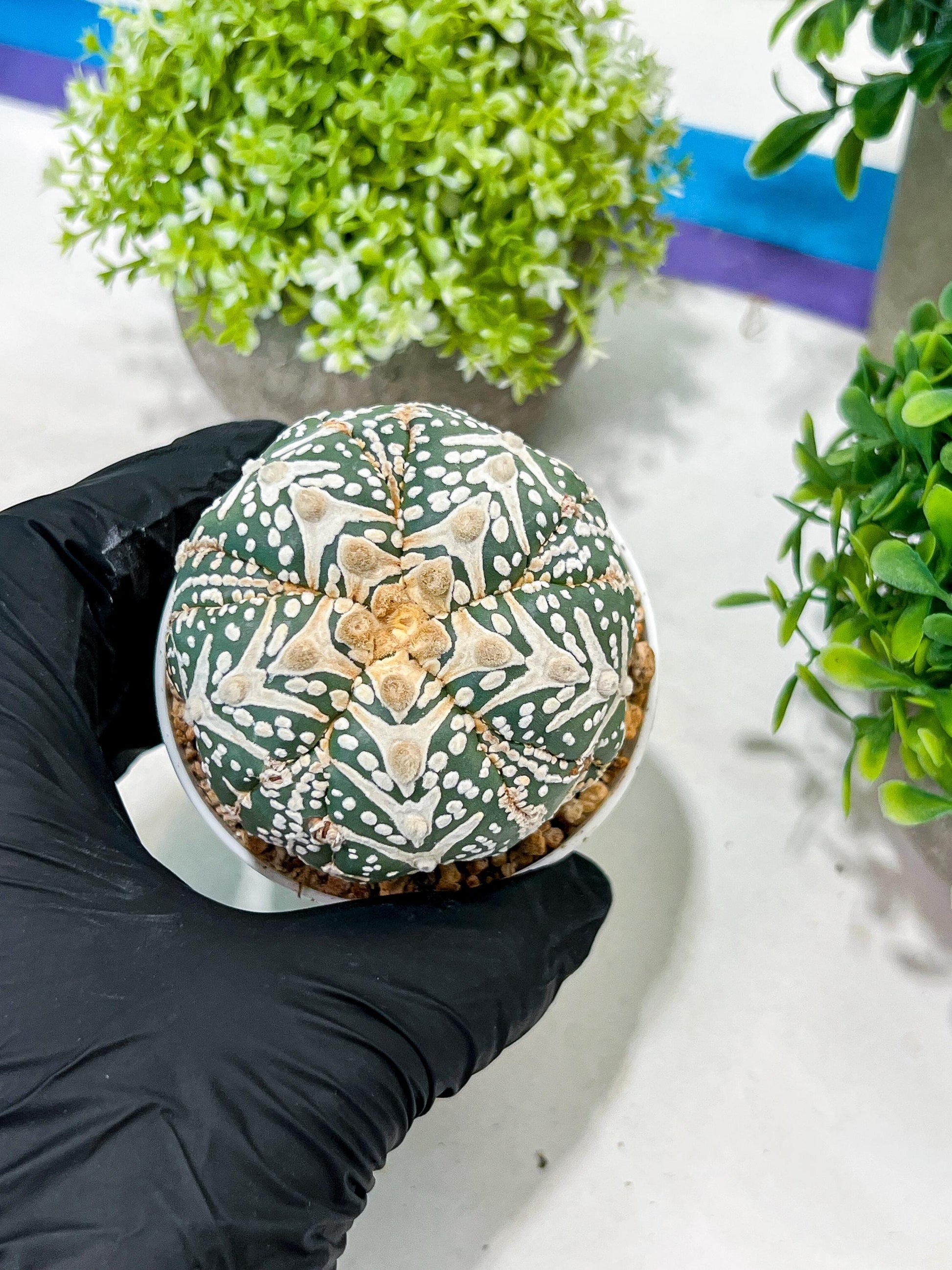 Custom Order- You will get the exact plant (T2) (B3) | USA Plant Seller | 3" Pot