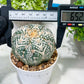 Custom Order- You will get the exact plant (T2) (B3) | USA Plant Seller | 3" Pot