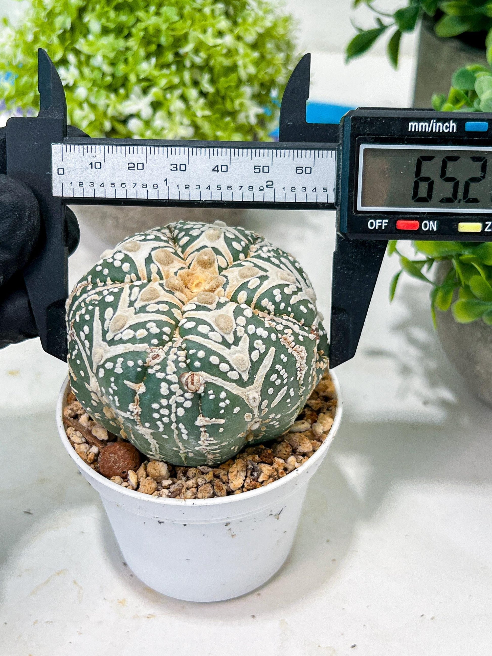 Custom Order- You will get the exact plant (T2) (B3) | USA Plant Seller | 3" Pot