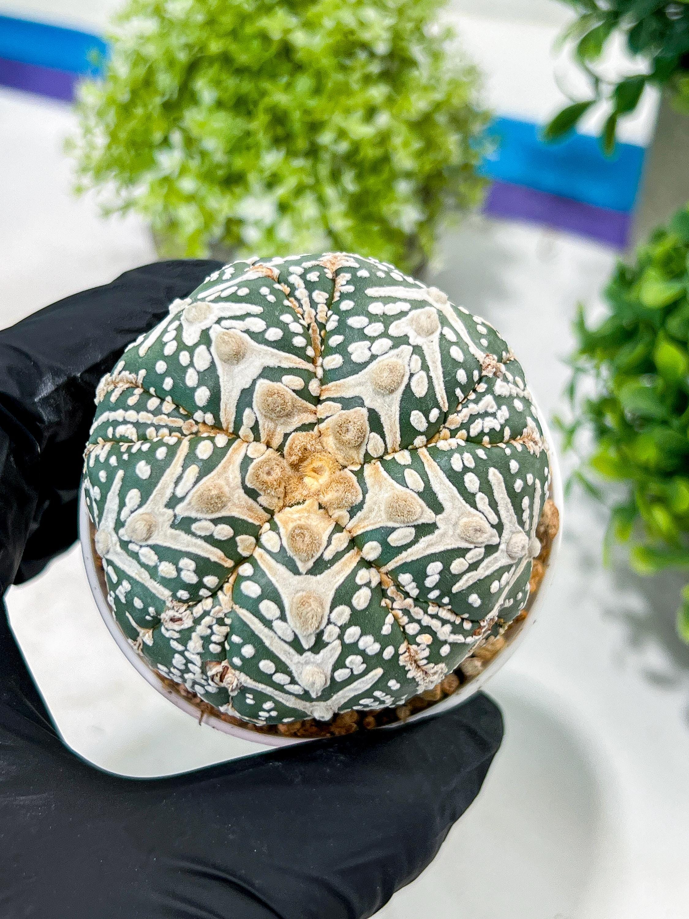 Custom Order- You will get the exact plant (T2) (B3) | USA Plant Seller | 3