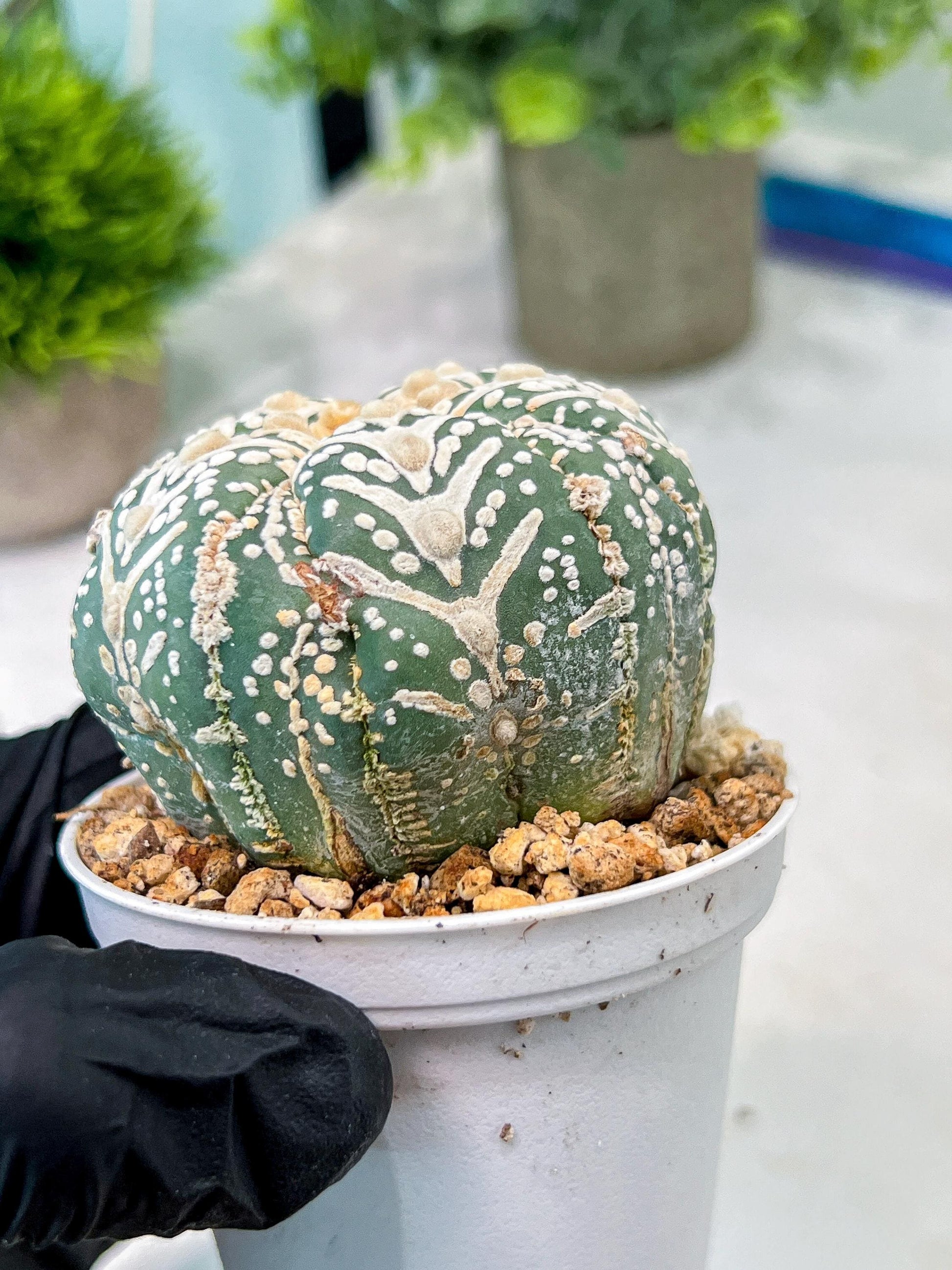 Custom Order- You will get the exact plant (T2) (B3) | USA Plant Seller | 3" Pot