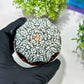 Custom Order- You'll receive the exact live plant (T2) (B4) | Las Vegas Plant | 3" Pot