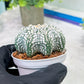 Custom Order- You'll receive the exact live plant (T2) (B4) | Las Vegas Plant | 3" Pot