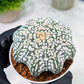Custom Order- You'll receive the exact live plant (T2) (B4) | Las Vegas Plant | 3" Pot