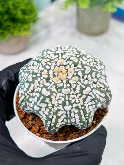 Custom Order- You'll receive the exact live plant (T2) (B4) | Las Vegas Plant | 3" Pot
