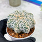 Custom Order- You'll receive the exact live plant (T2) (B5) | USA Plant Seller | 3" Pot