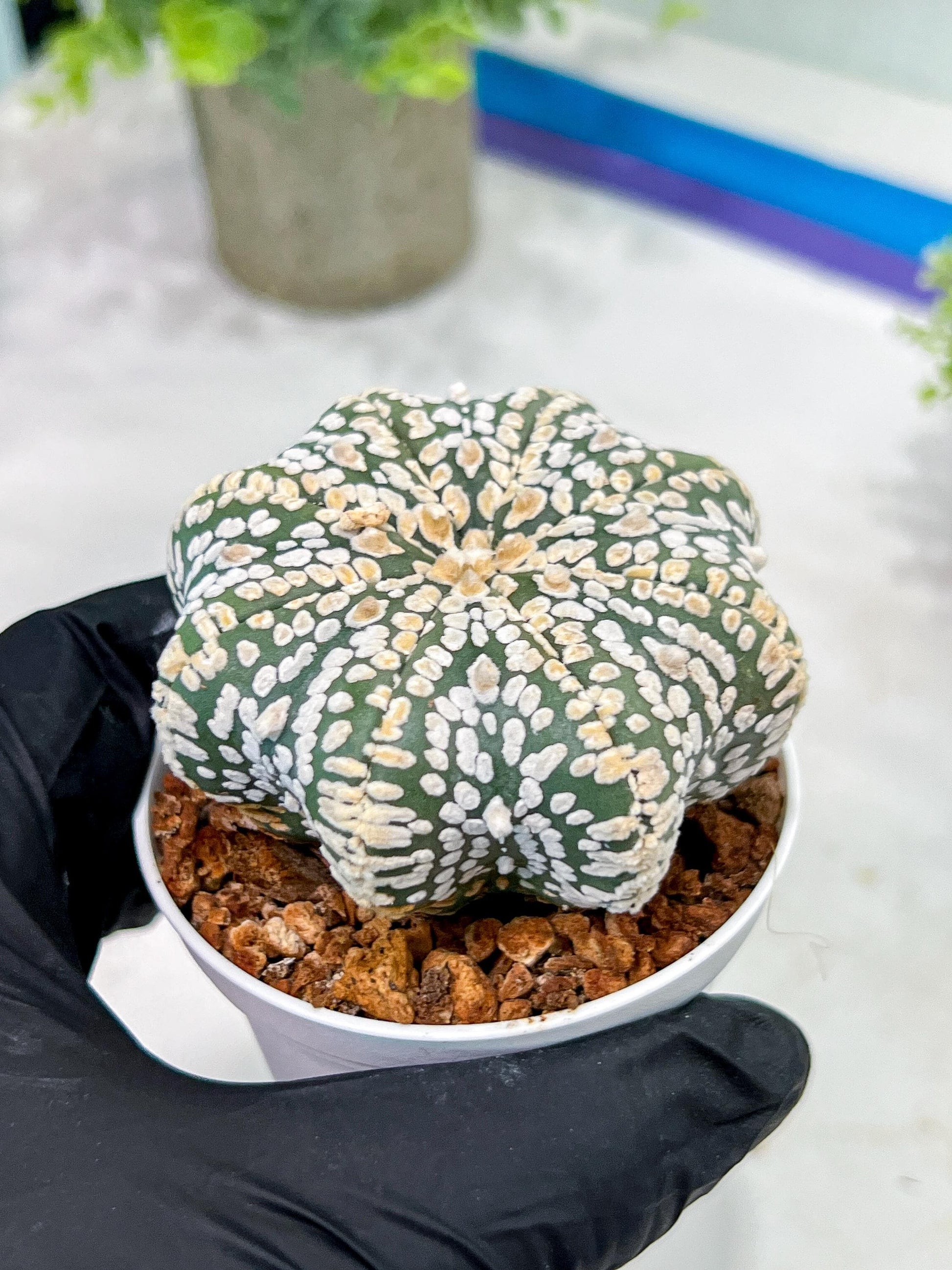 Custom Order- You'll receive the exact live plant (T2) (B5) | USA Plant Seller | 3" Pot