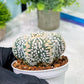 Custom Order- You'll receive the exact live plant (T2) (B5) | USA Plant Seller | 3" Pot
