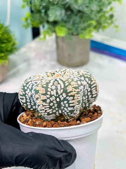 Custom Order- You'll receive the exact live plant (T2) (B5) | USA Plant Seller | 3" Pot