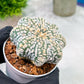 Custom Order- You'll receive the exact live plant (T2) (B5) | USA Plant Seller | 3" Pot