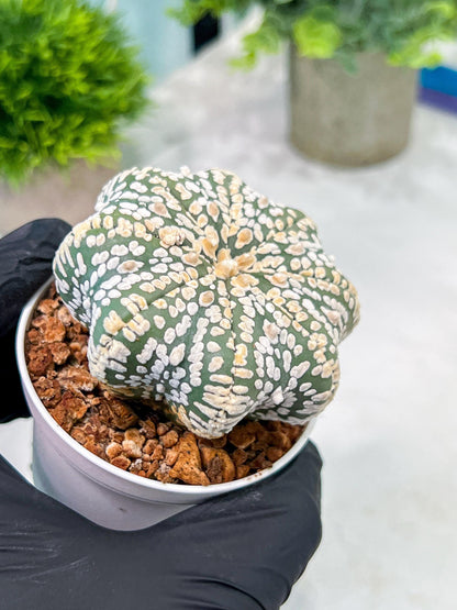 Custom Order- You'll receive the exact live plant (T2) (B5) | USA Plant Seller | 3" Pot