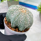 Custom Order- You'll receive the exact live plant (T2) (B6) | NEVADA Plant Shop | 3" Pot