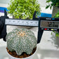 Custom Order- You'll receive the exact live plant (T2) (B6) | NEVADA Plant Shop | 3" Pot