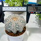 Custom Order- You'll receive the exact live plant (T2) (B7) | NEVADA Seller | 3" Pot