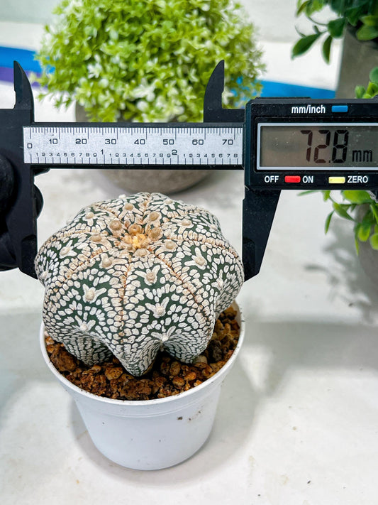Custom Order- You'll receive the exact live plant (T2) (B7) | NEVADA Seller | 3" Pot