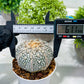 Custom Order- We’ll send you the exact live plant pictured (T3) (G1) | NEVADA Plant Seller | 3" Pot