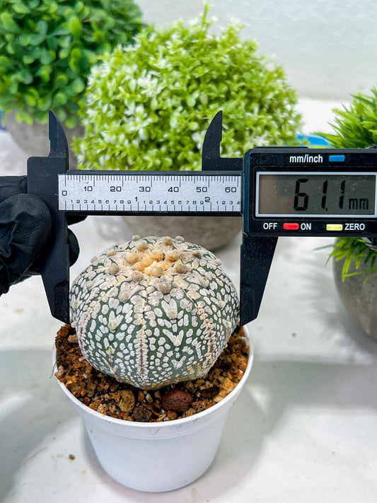 Custom Order- We’ll send you the exact live plant pictured (T3) (G1) | NEVADA Plant Seller | 3" Pot
