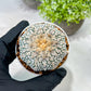Custom Order- We’ll send you the exact live plant pictured (T3) (G1) | NEVADA Plant Seller | 3" Pot