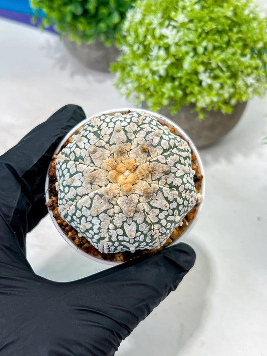 Custom Order- We’ll send you the exact live plant pictured (T3) (G1) | NEVADA Plant Seller | 3" Pot