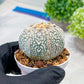 Custom Order- We’ll send you the exact live plant pictured (T3) (G1) | NEVADA Plant Seller | 3" Pot