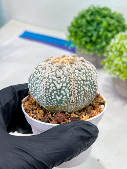 Custom Order- We’ll send you the exact live plant pictured (T3) (G1) | NEVADA Plant Seller | 3" Pot