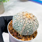Custom Order- We’ll send you the exact live plant pictured (T3) (G1) | NEVADA Plant Seller | 3" Pot