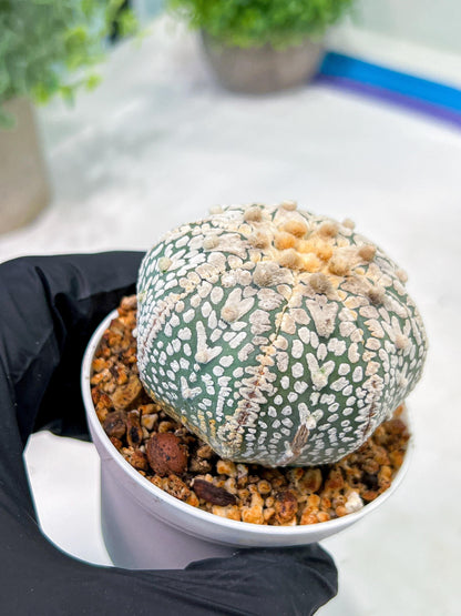 Custom Order- We’ll send you the exact live plant pictured (T3) (G1) | NEVADA Plant Seller | 3" Pot