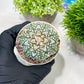 Custom Order- We’ll send you the exact live plant pictured (T3) (G2) | NEVADA Plant Seller | 3" Pot
