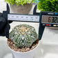 Custom Order- We’ll send you the exact live plant pictured (T3) (G2) | NEVADA Plant Seller | 3" Pot